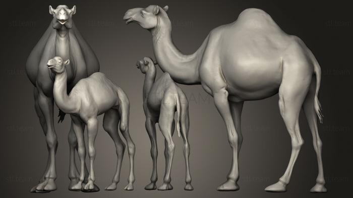 3D модель Верблюды-верблюды (STL)